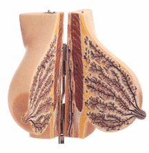 静止期女性乳房解剖模型