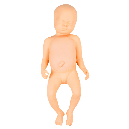 高级足月胎儿模型(男婴、女婴任选)