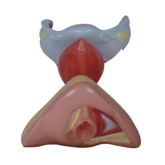 女性内外生殖器模型