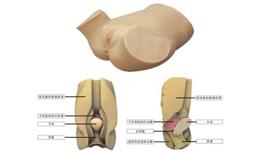 <b>阴道后穹窿穿刺术模型</b>