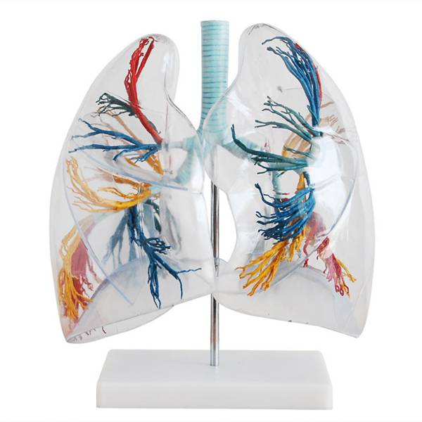 <b>透明肺段模型</b>