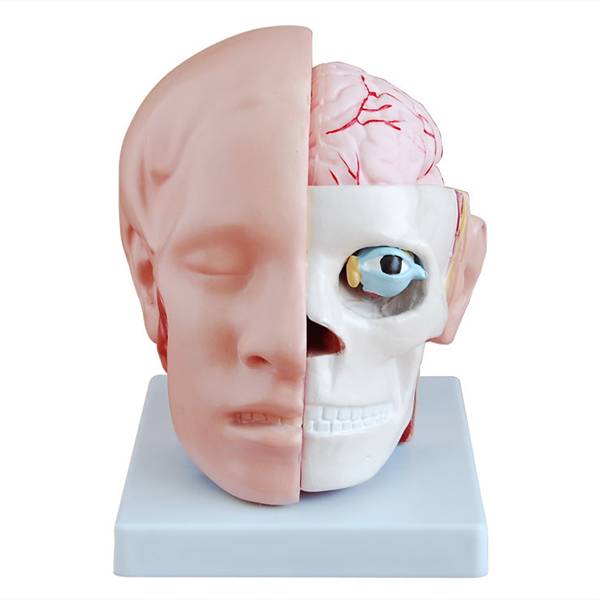 <b>头解剖附脑动脉模型</b>