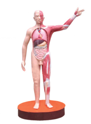 微电脑人体肌肉与内脏模型