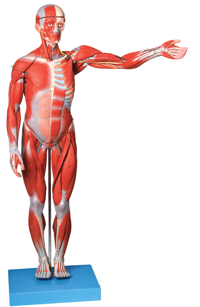 <b>人体全身肌肉解剖模型</b>