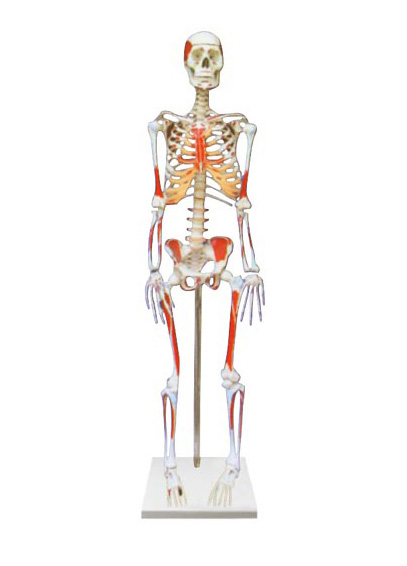 人体骨骼附肌肉起止点着色模型
