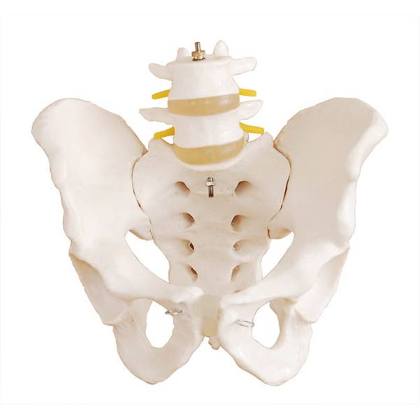 <b>骨盆带二节腰椎模型(自然大)</b>