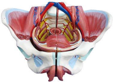 <b>高级女性骨盆附生殖器与血管神经模型</b>