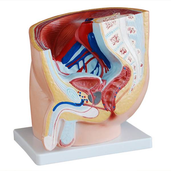 男性盆腔正中矢状解剖模型(1件)