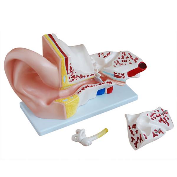 耳解剖放大模型（5倍）