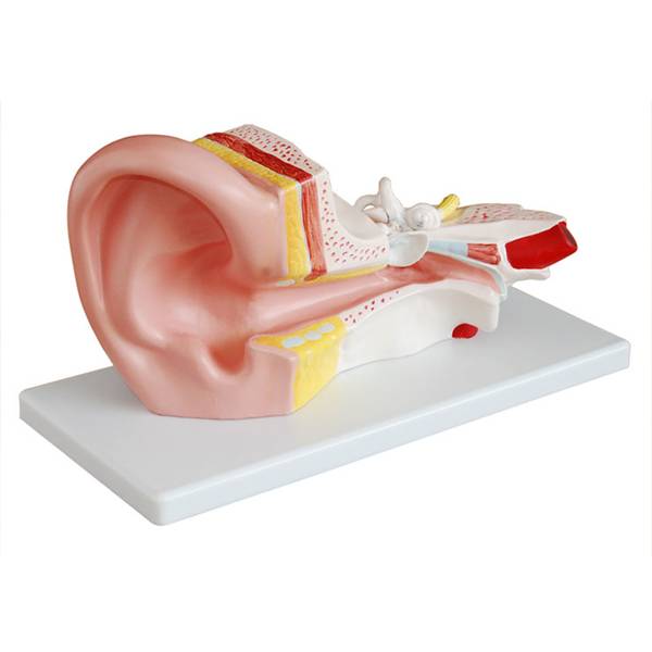 耳解剖模型(3倍)