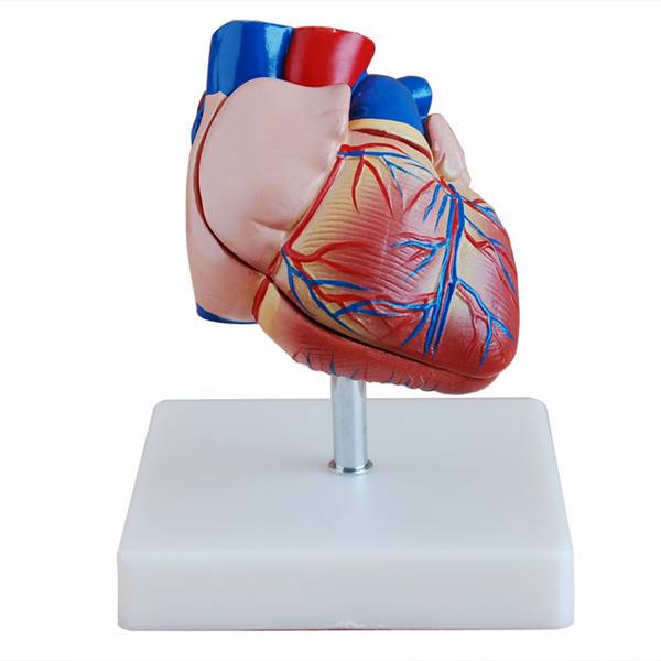 <b>新型自然大心脏解剖模型</b>