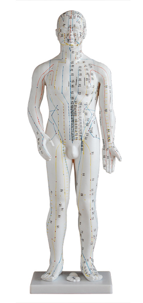 人体针灸模型(男性) 70cm