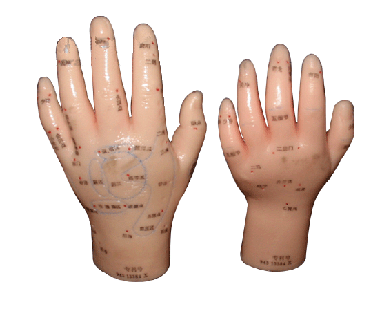 手针灸模型(自然大)
