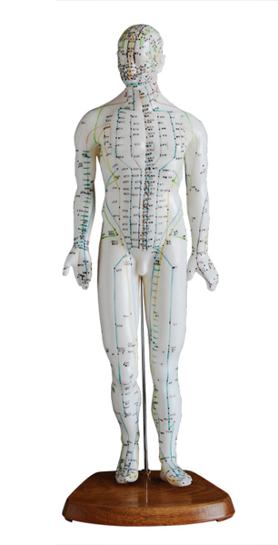 <b>人体针灸模型（男性） 高46cm</b>